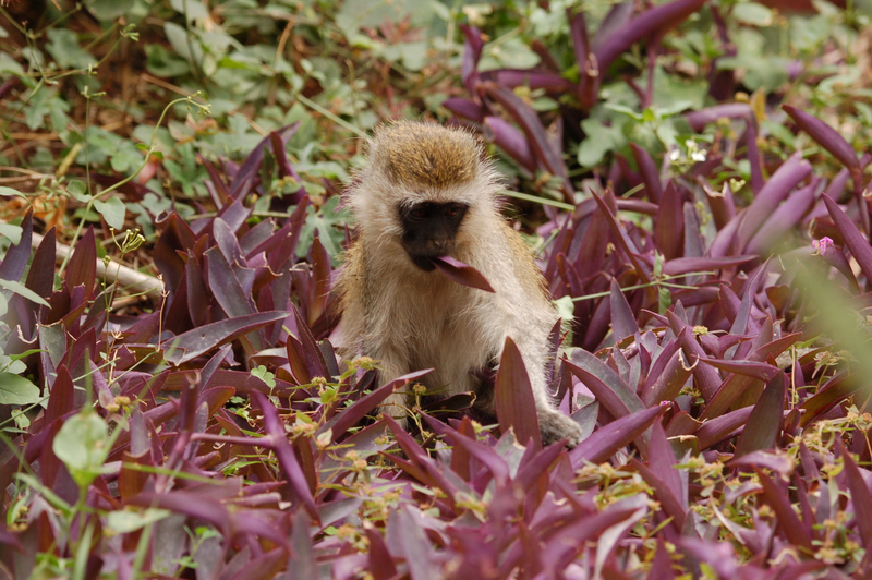 Illustration for article titled Out of Africa. Monkey Business.